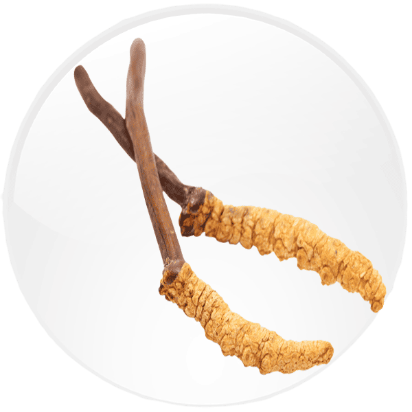 სოკო კორდიცეფსი