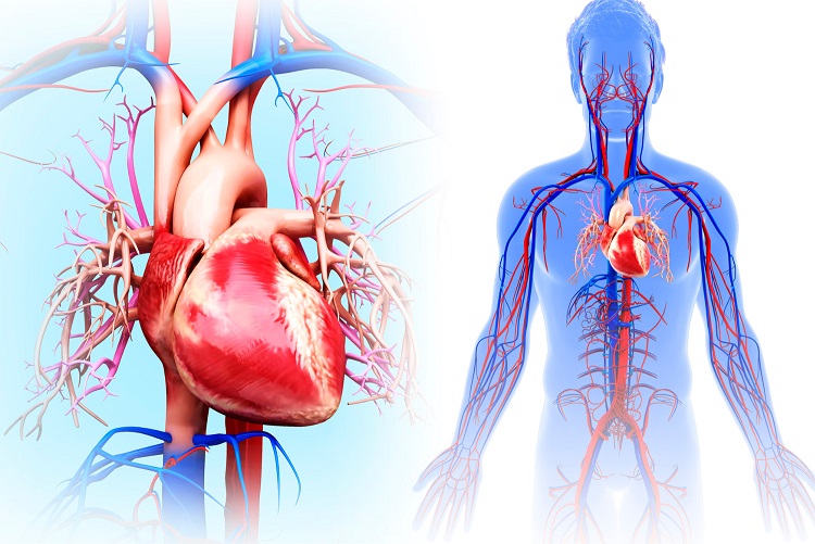 გულის ვიტამინი გულის ვიტამინი