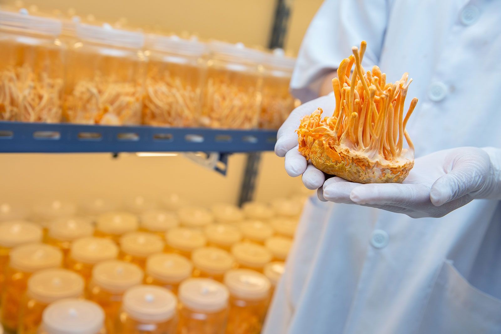 მაშრუმ კომპლექსი