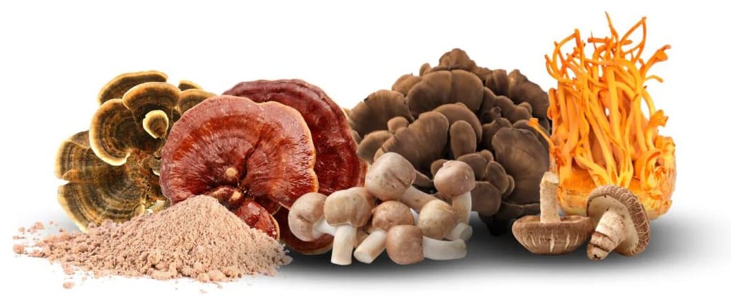 სოკოების ნაკრები სოკოების ნაკრები